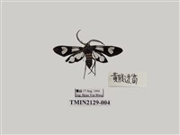 藏品(環紋碩斑蛾)的圖片